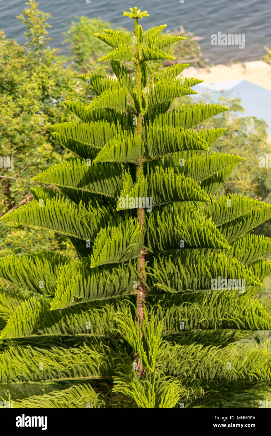 Un arbre de pin de Norfolk Island près du lac Kivu à Kibuye, au Rwanda Banque D'Images