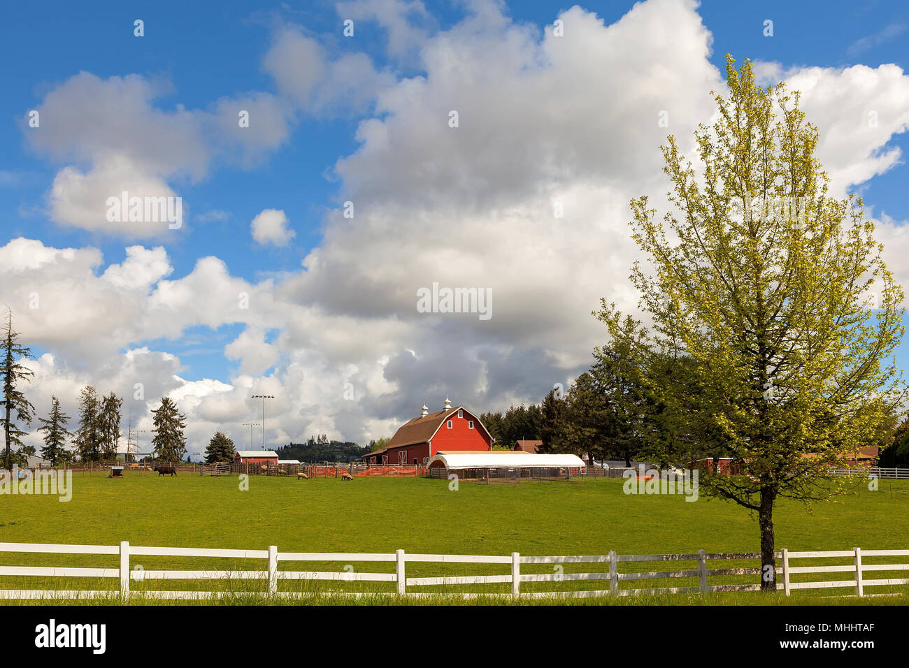 Ranch de bétail et de moutons ferme avec grange rouge et de palissades blanches dans les régions rurales de l'Oregon Clackamas Banque D'Images