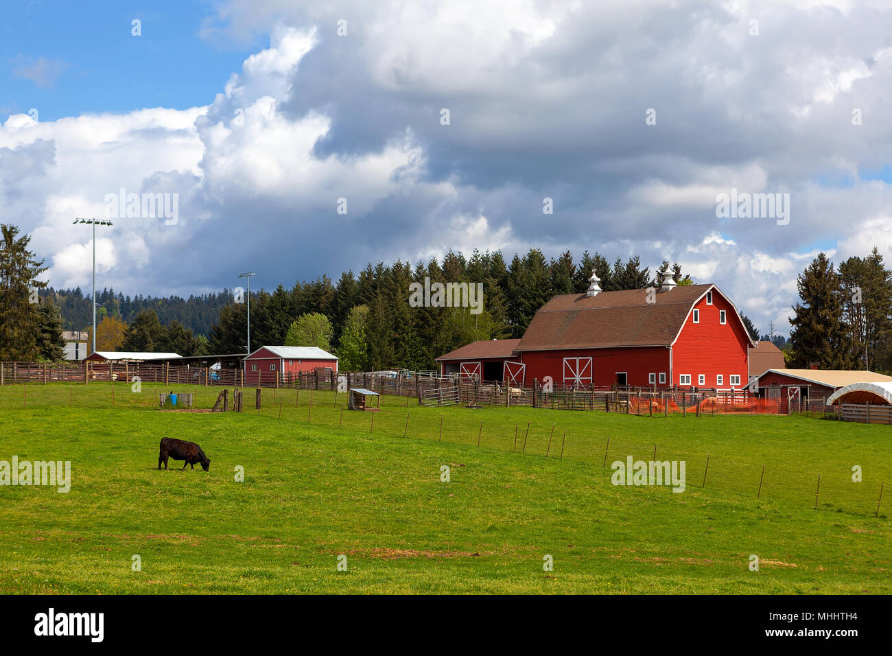Le pâturage des vaches sur les pâturages verts par grange rouge dans les terres agricoles en milieu rural Oregon Clackamas Banque D'Images