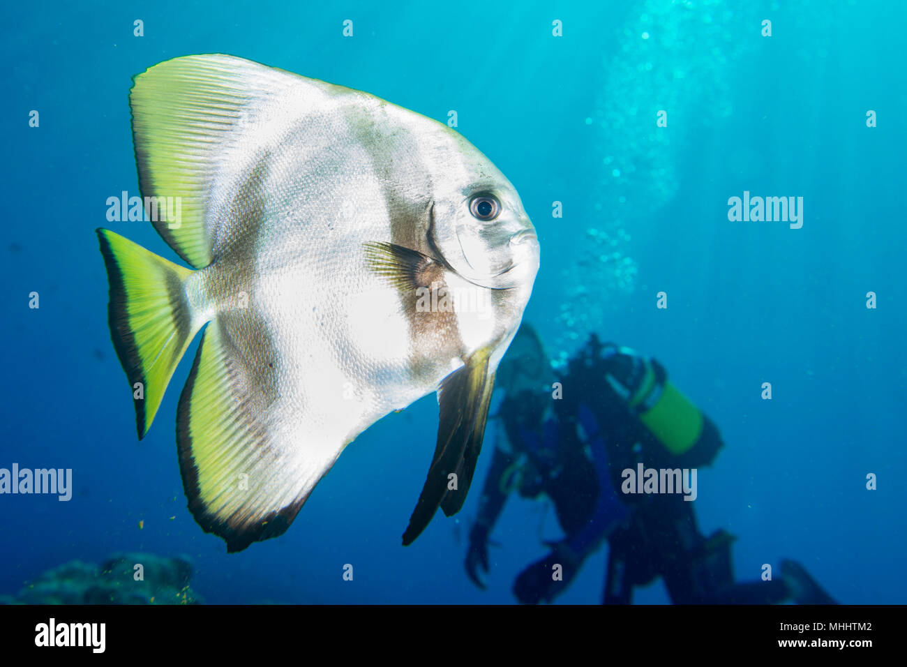 Portrait de poissons chauve-souris platax aux Maldives Banque D'Images