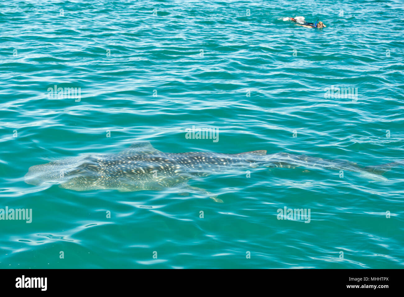 Requin-baleine close up avec de grandes mâchoires énormes, bouche ouverte Banque D'Images