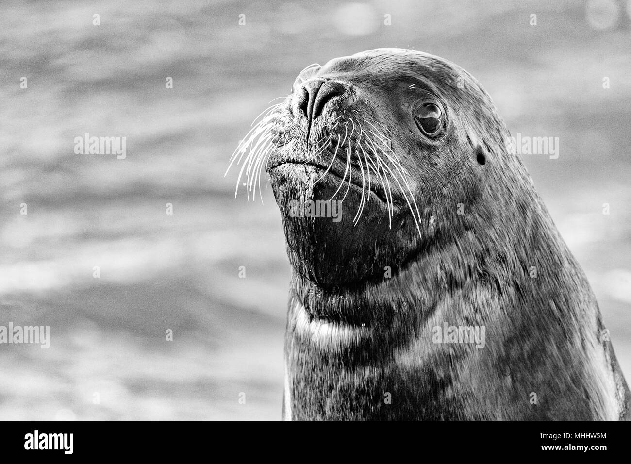 Lion de mer femelle seal sur Patagonie plage pendant que vous regarde Banque D'Images