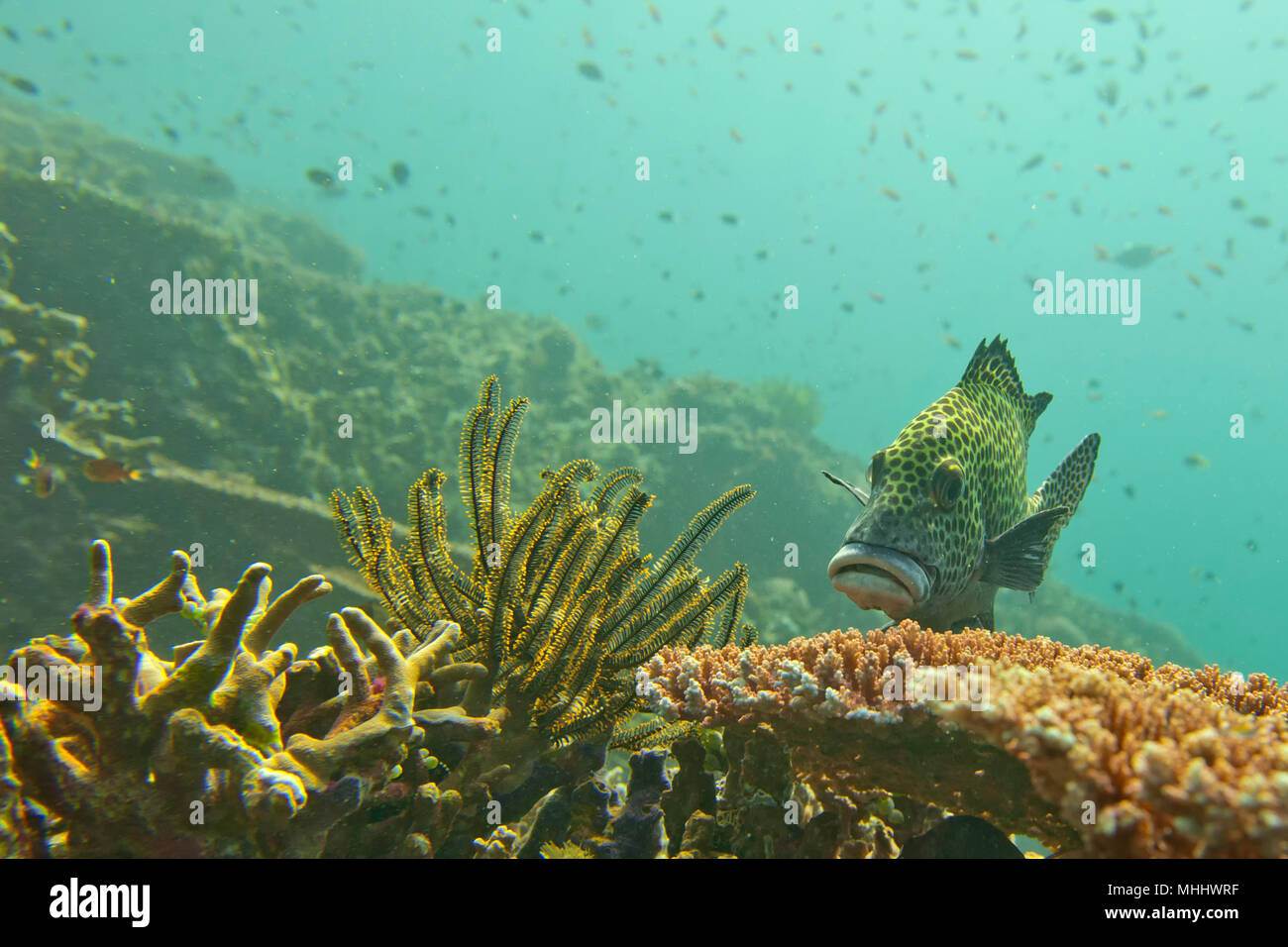 Un poisson douces lèvres de Sipadan, Bornéo, Malaisie Banque D'Images