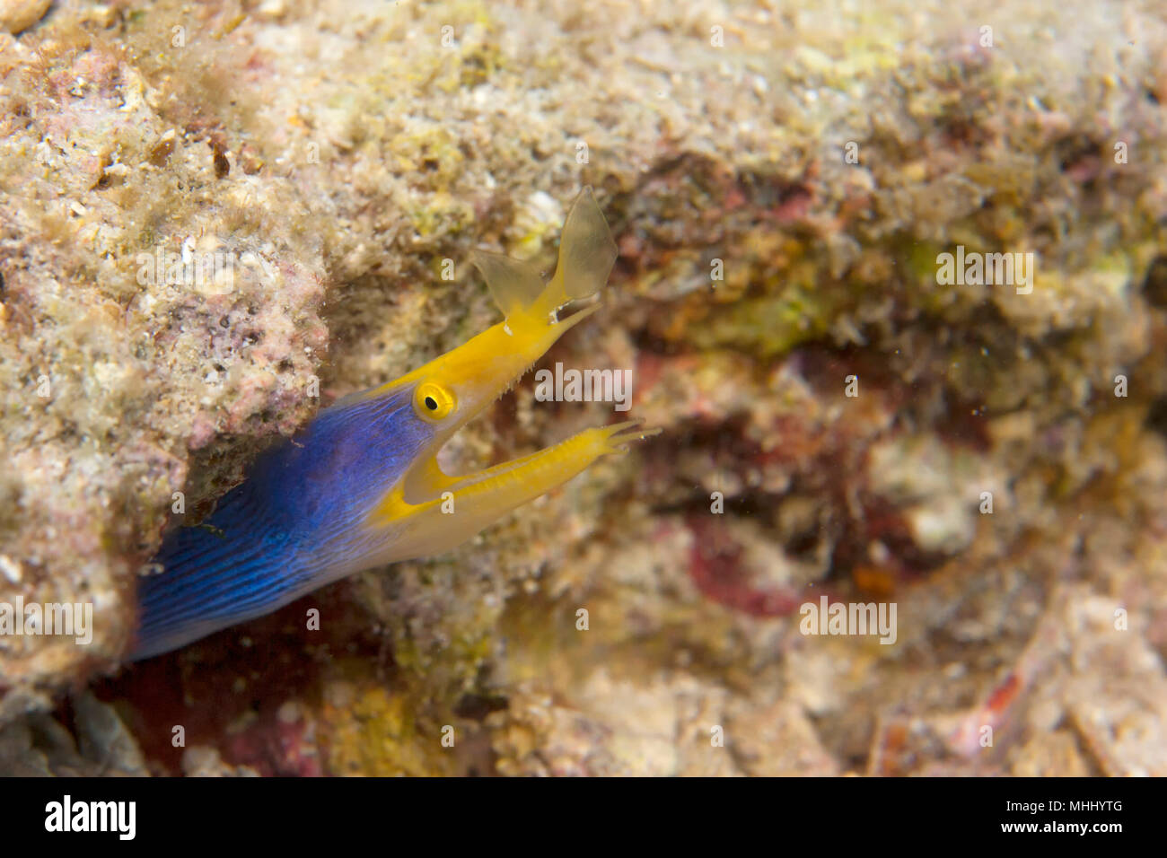 Une murène anguille jaune et bleu à Sipadan, Bornéo, Malaisie Banque D'Images