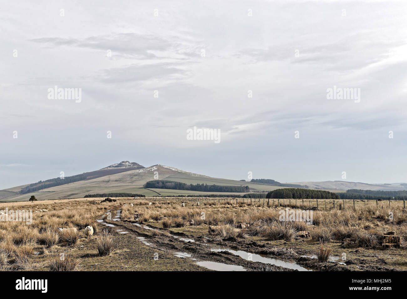 Rubers droit, une colline conique notable dans le paysage des vallées Teviot salon et une partie de la mine Cheviot Hills, Scottish Borders Banque D'Images