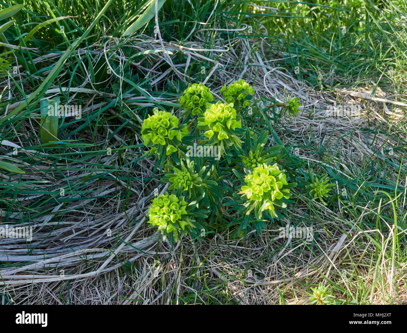 Anthyllis Vulneraria, ou le rein de la vesce est une fleur sauvage avec des propriétés médicinales et peut être trouvé dans les dunes à côté d'un sentier du littoral. Banque D'Images