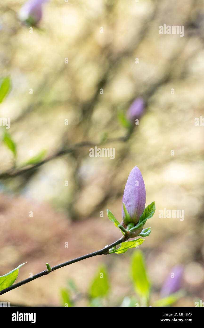Magnolia x soulangeana ' 'Crimson' crépi tree flower bud au printemps. UK Banque D'Images