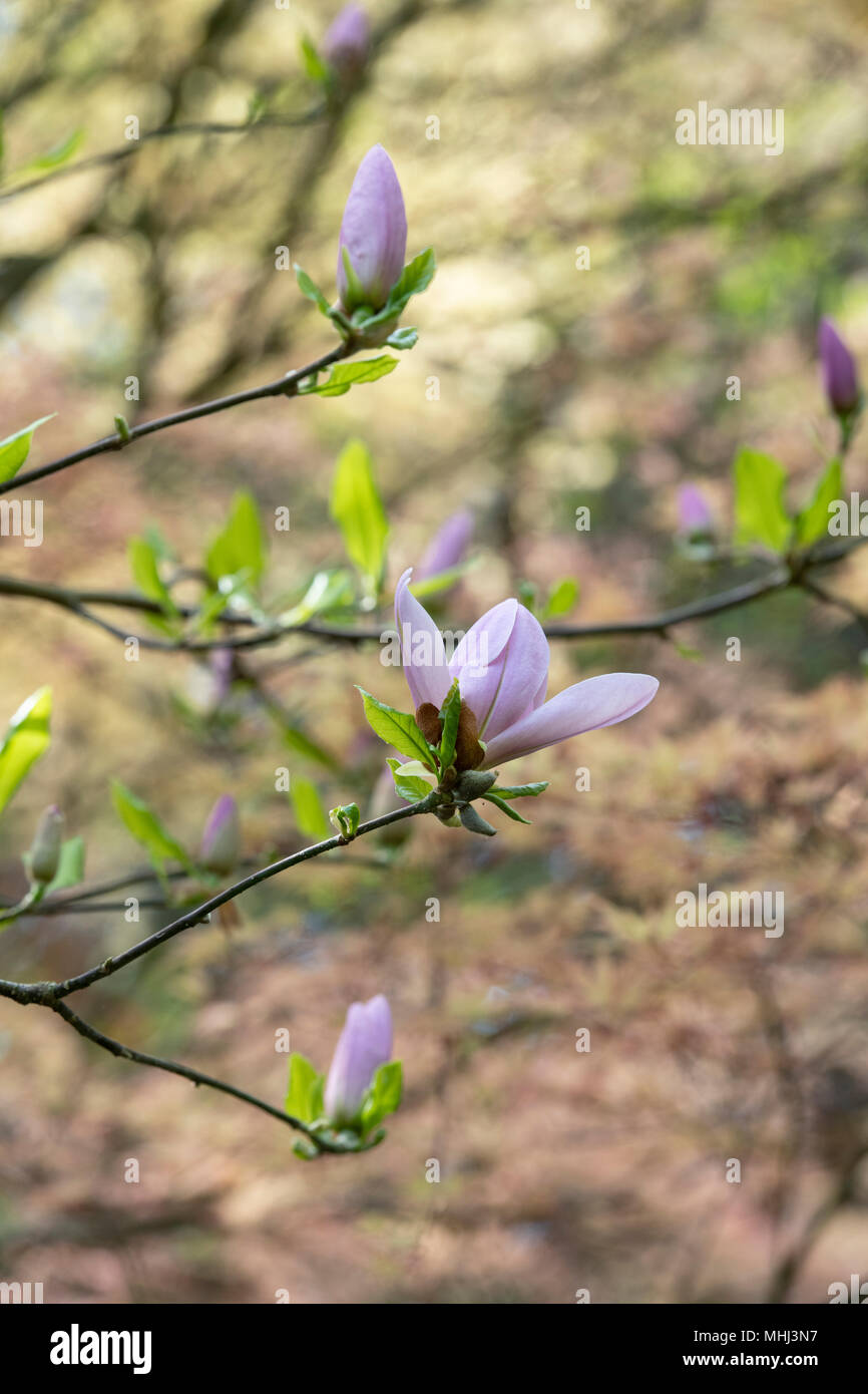 Magnolia x soulangeana 'Crimson' crépi de fleur et les bourgeons au printemps. UK Banque D'Images