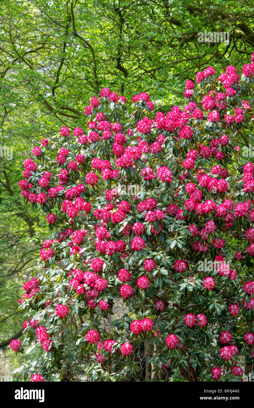 Rhododendron 'Président Roosevelt' la floraison au printemps. UK. Azalea Fleurs Banque D'Images