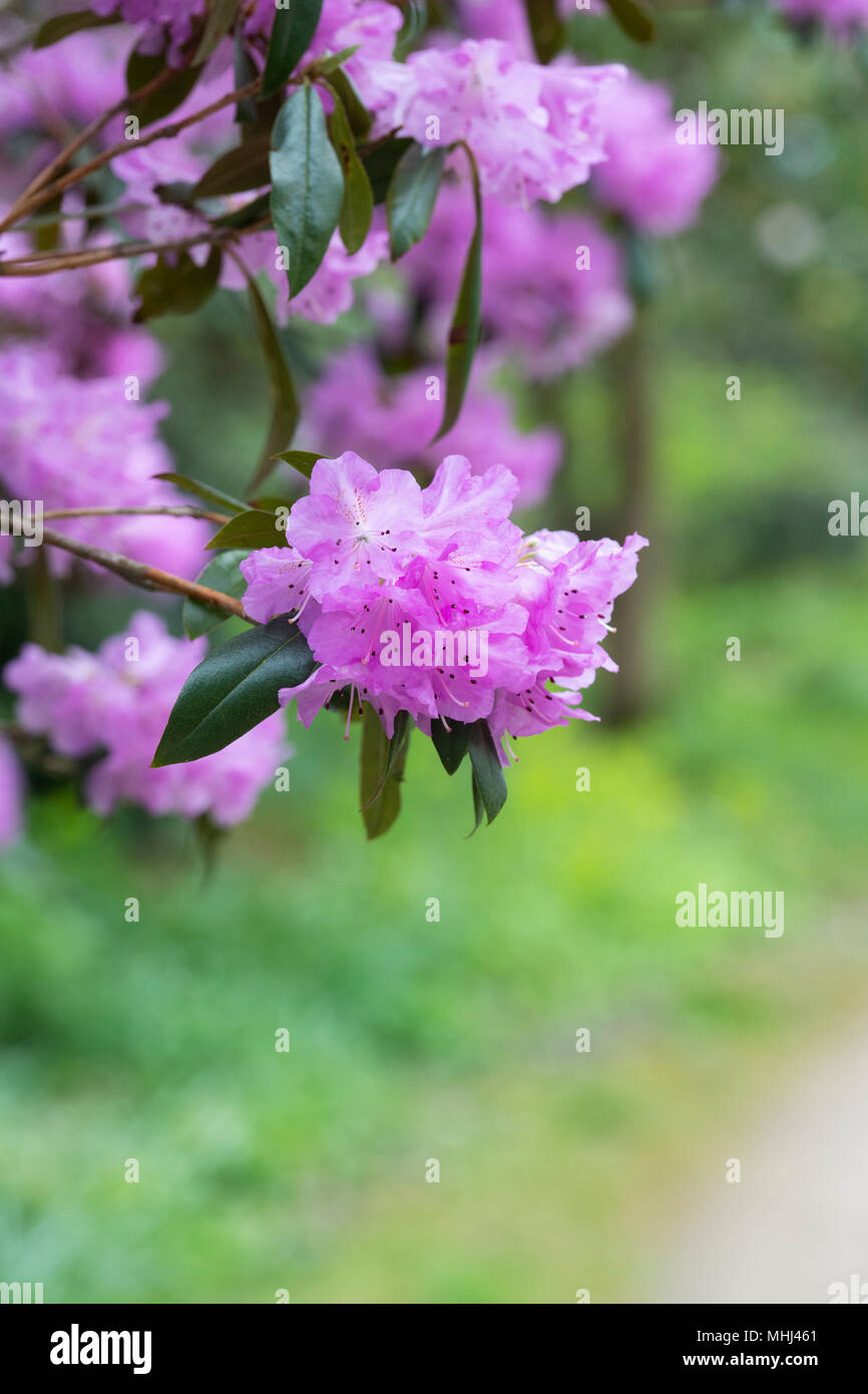 Floraison Rhododendron rubiginosum au printemps. UK. Azalea Fleurs Banque D'Images