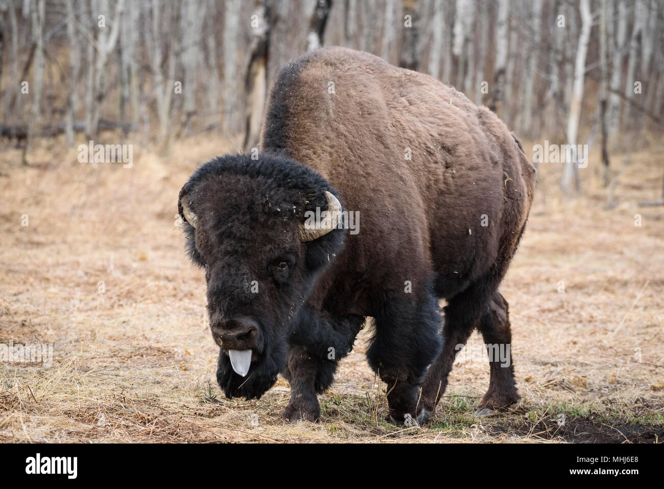 Le bison d'Amérique (Bison bison) dans le parc national Elk Island au début du printemps, de l'Alberta, Canada Banque D'Images
