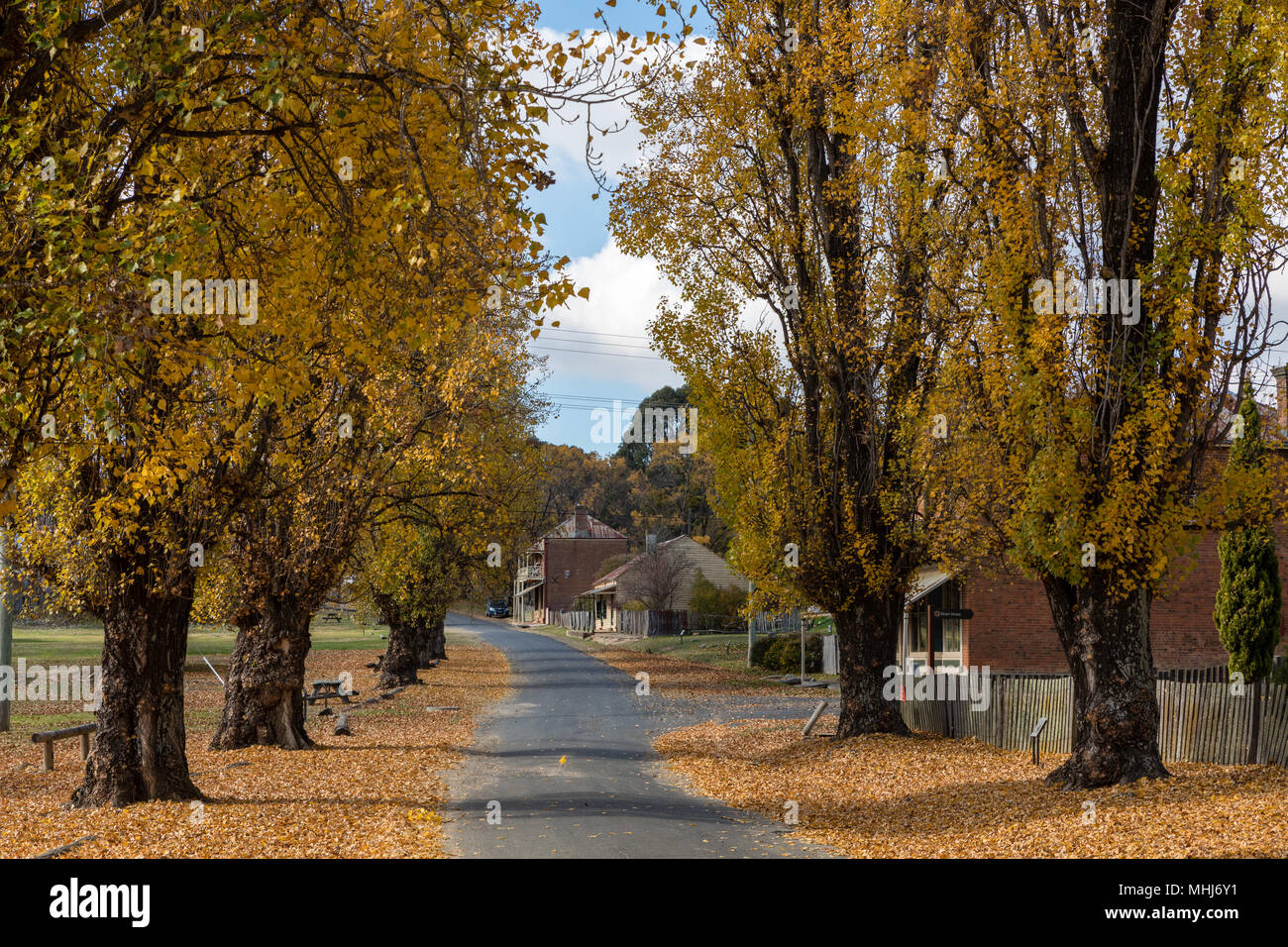 Hill, New South Wales, Australie. Dans les rues pavées d'or. Les peupliers d'or bordant la rue principale de la vieille ville minière de Hill fin dans le cent Banque D'Images