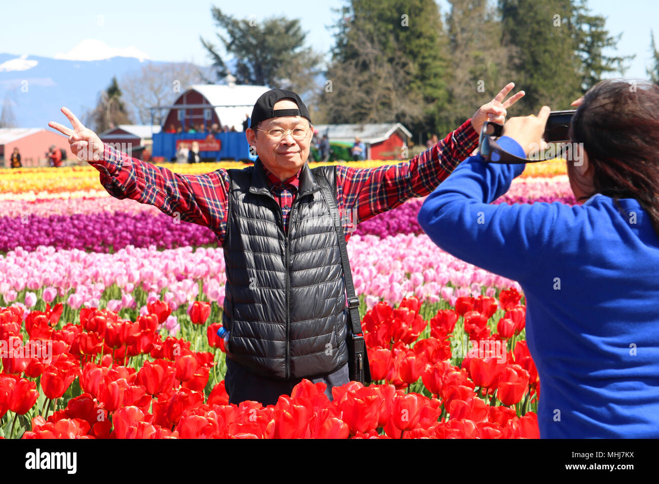 Older asian man pour les photos de Tulip Ville au cours de la vallée de la Skagit Tulip Festival à Mount Vernon, Washington, USA. Ses bras sont écartés Banque D'Images