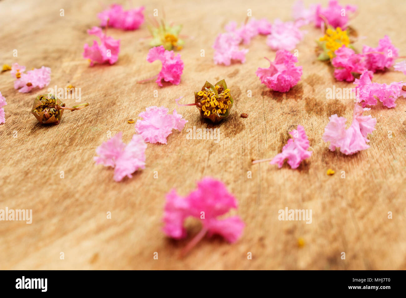 Télévision laïcs de pétale rose Lagerstroemia indica ou crepe myrtle sur bois Board Banque D'Images