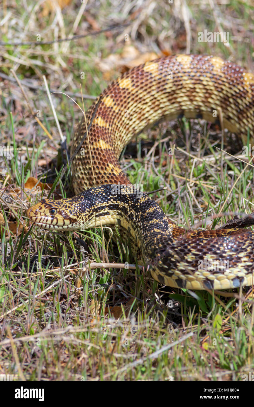 Couleuvre à nez mince (Pituophis catenifer sayi), actuellement considéré comme une sous-espèce de l'apparence-a-Comme Couleuvre à nez mince (Pituophis catenifer), Castle Rock CO-nous. Banque D'Images