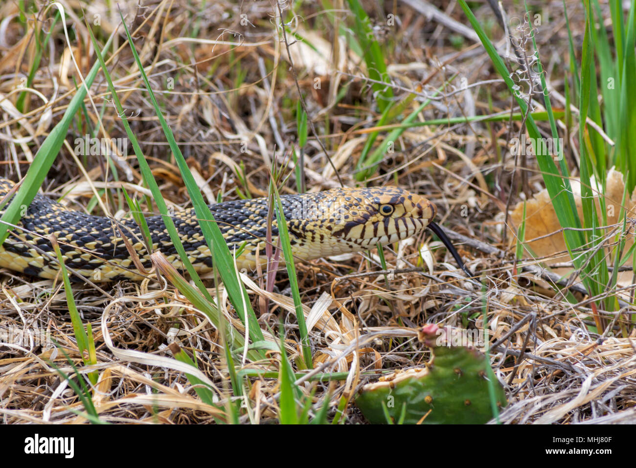 Couleuvre à nez mince (Pituophis catenifer sayi), actuellement considéré comme une sous-espèce de l'apparence-a-Comme Couleuvre à nez mince (Pituophis catenifer), Castle Rock CO-nous. Banque D'Images