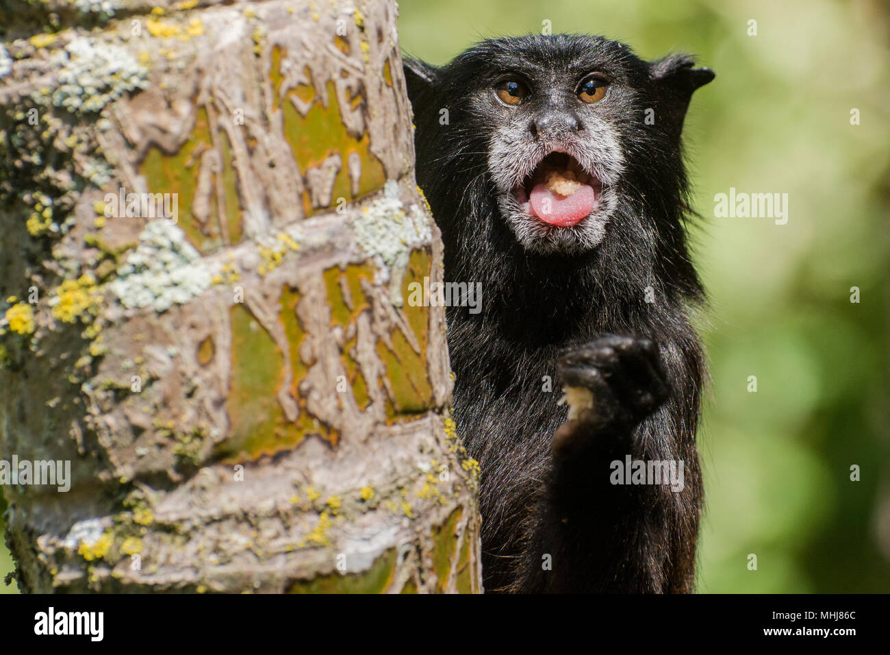 Singe Mignon Banque De Photographies Et D Images A Haute Resolution Alamy
