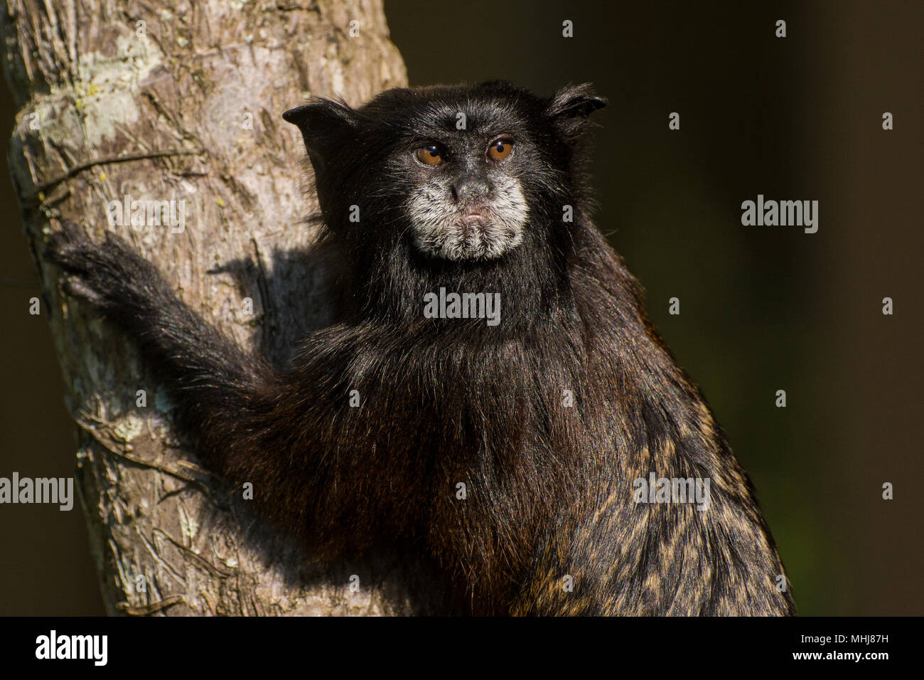 La selle soutenue (fuscicollis Saguinus) est un petit singe écureuil moyennes de la Région néotropicale, cet individu est de le nord du Pérou. Banque D'Images