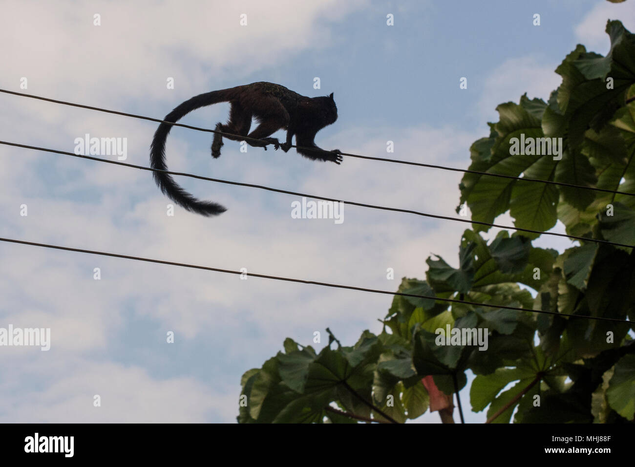 A ce moment à saddleback (fuscicollis Saguinus) monte le long des fils dans les limites de la ville de Tarapoto, Pérou. Tamarins ne sont pas rares dans la ville bords. Banque D'Images