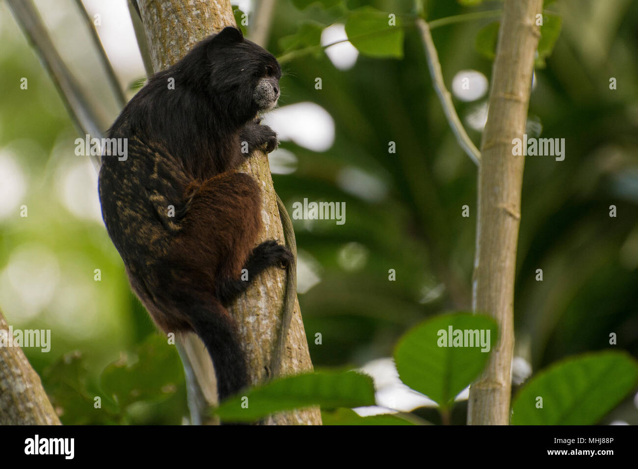 Un petit singe tamarin retour selle (Saguinis fuscicollis) du Pérou. Ces petits singes savamment se déplacer à travers la jungle canopy. Banque D'Images