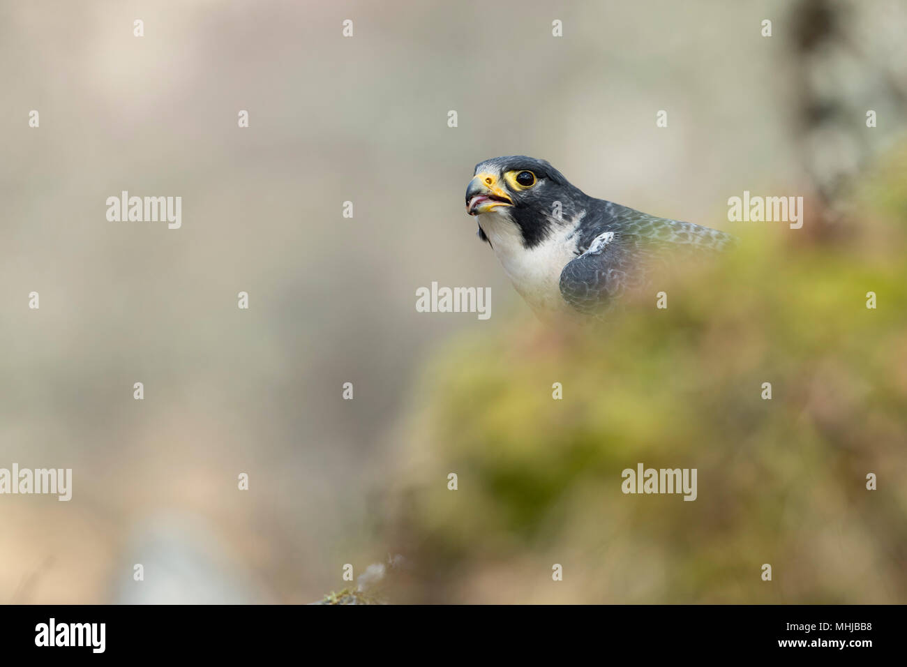 Falco peregrinus Faucon ; seule la consommation de l'Écosse ; UK Banque D'Images