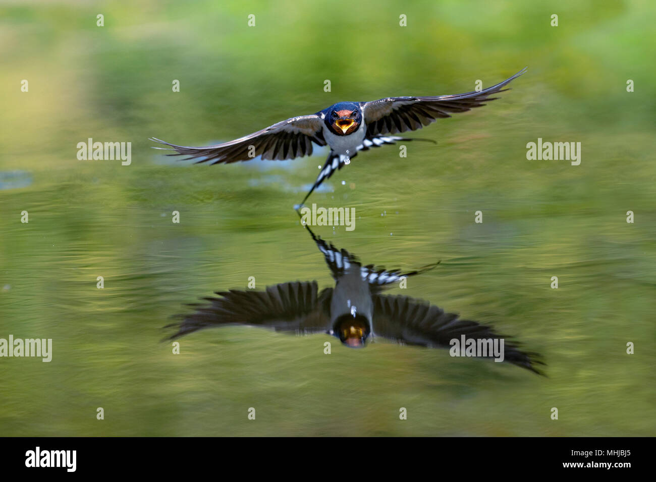 Swallow Hirundo rustica ; vol unique sur l'Étang Cornwall, UK Banque D'Images