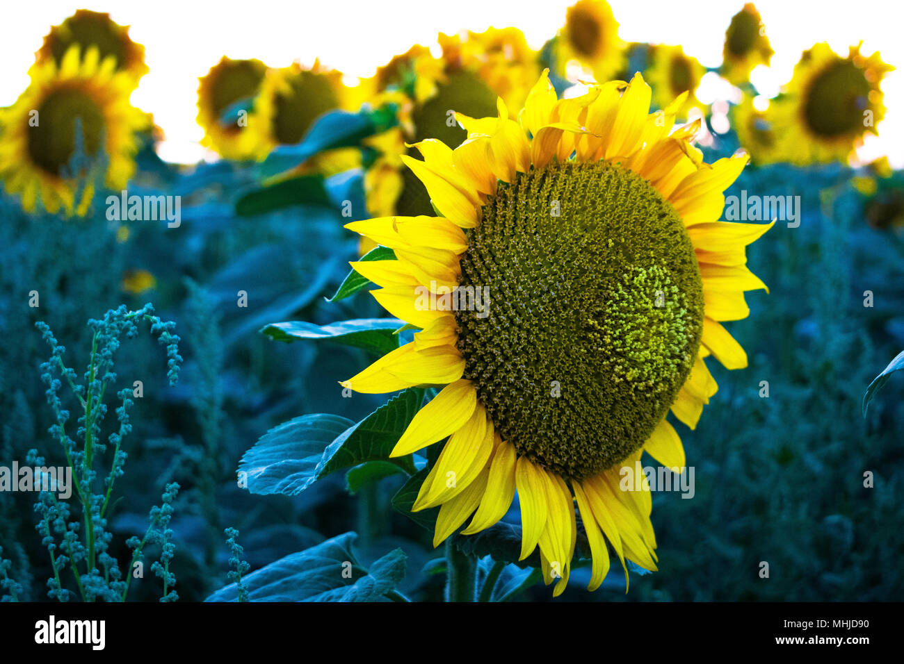 Champ de tournesols Banque D'Images