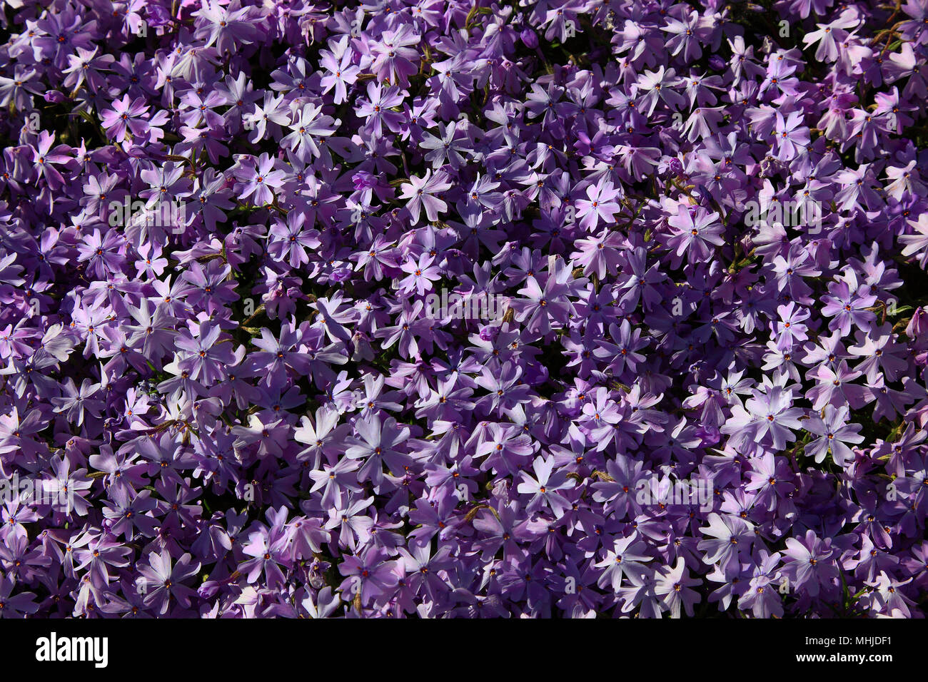 Aubrieta deltoidea est une espèce de plantes de la famille des moutardes. Les noms communs doivent être lilacbush rock violet, Cresson et rainbow rock cress Banque D'Images