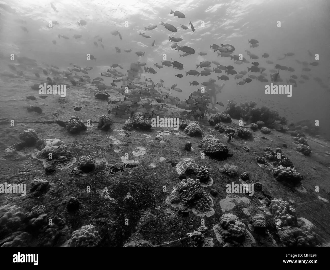 Un banc de poissons tournant autour d'une épave peu profonde en Truk Banque D'Images