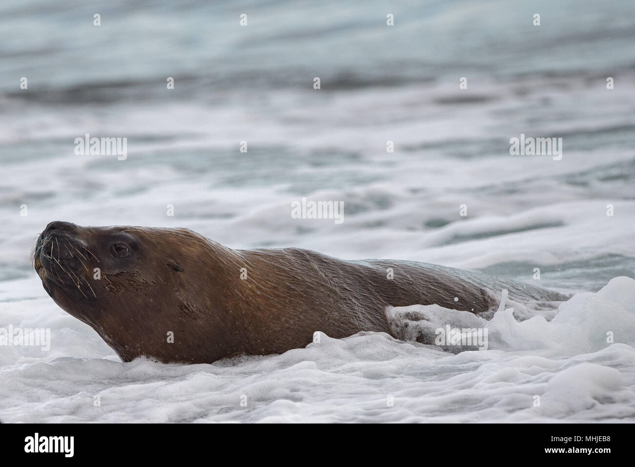 Mer patagonie lion portrait joint sur la plage Banque D'Images