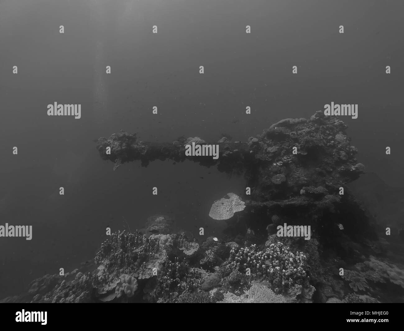 Canon incrustés de corail sur l'épave d'un cargo coulé à Truk pendant la Seconde Guerre mondiale Banque D'Images