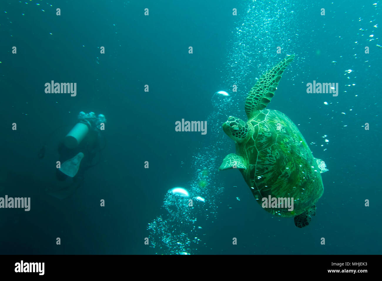 Une tortue évitant les bulles des plongeurs de Sipadan, Bornéo, Malaisie Banque D'Images