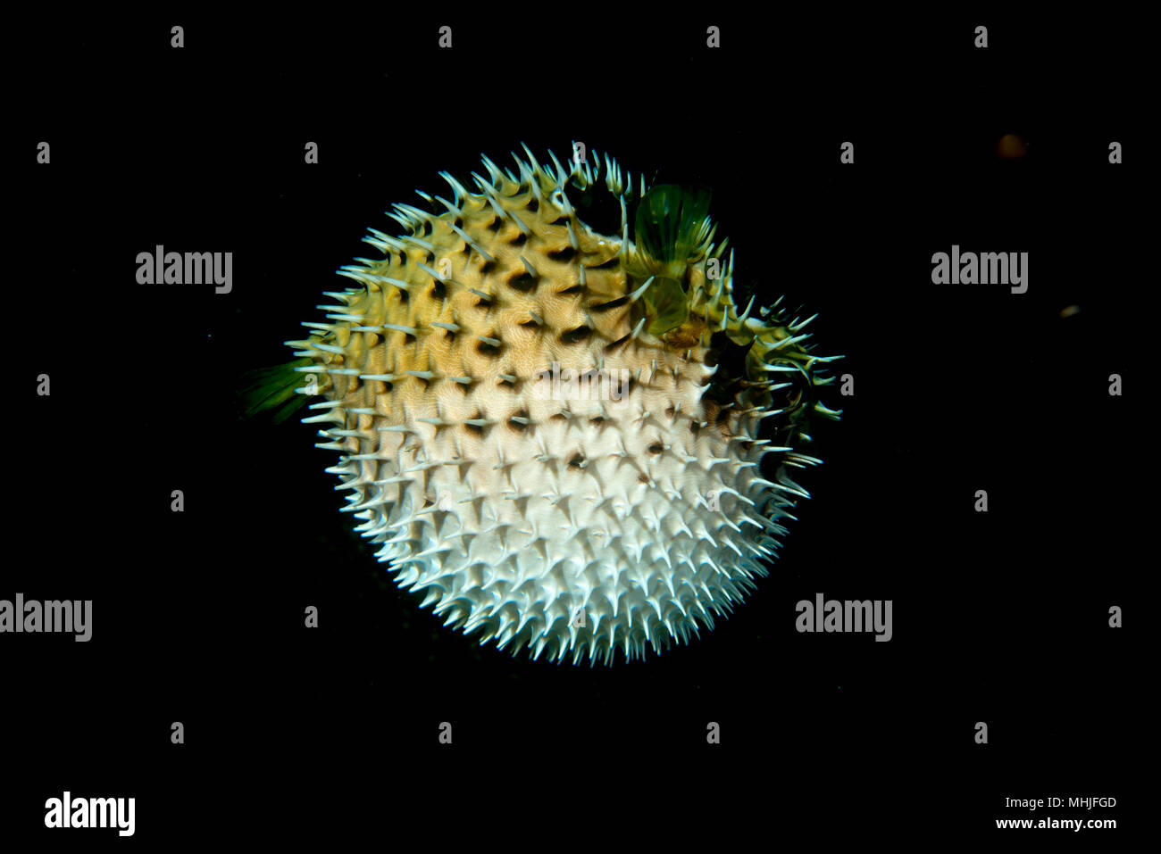 Balle Puffer fish porcupine gonflé Photo Stock - Alamy