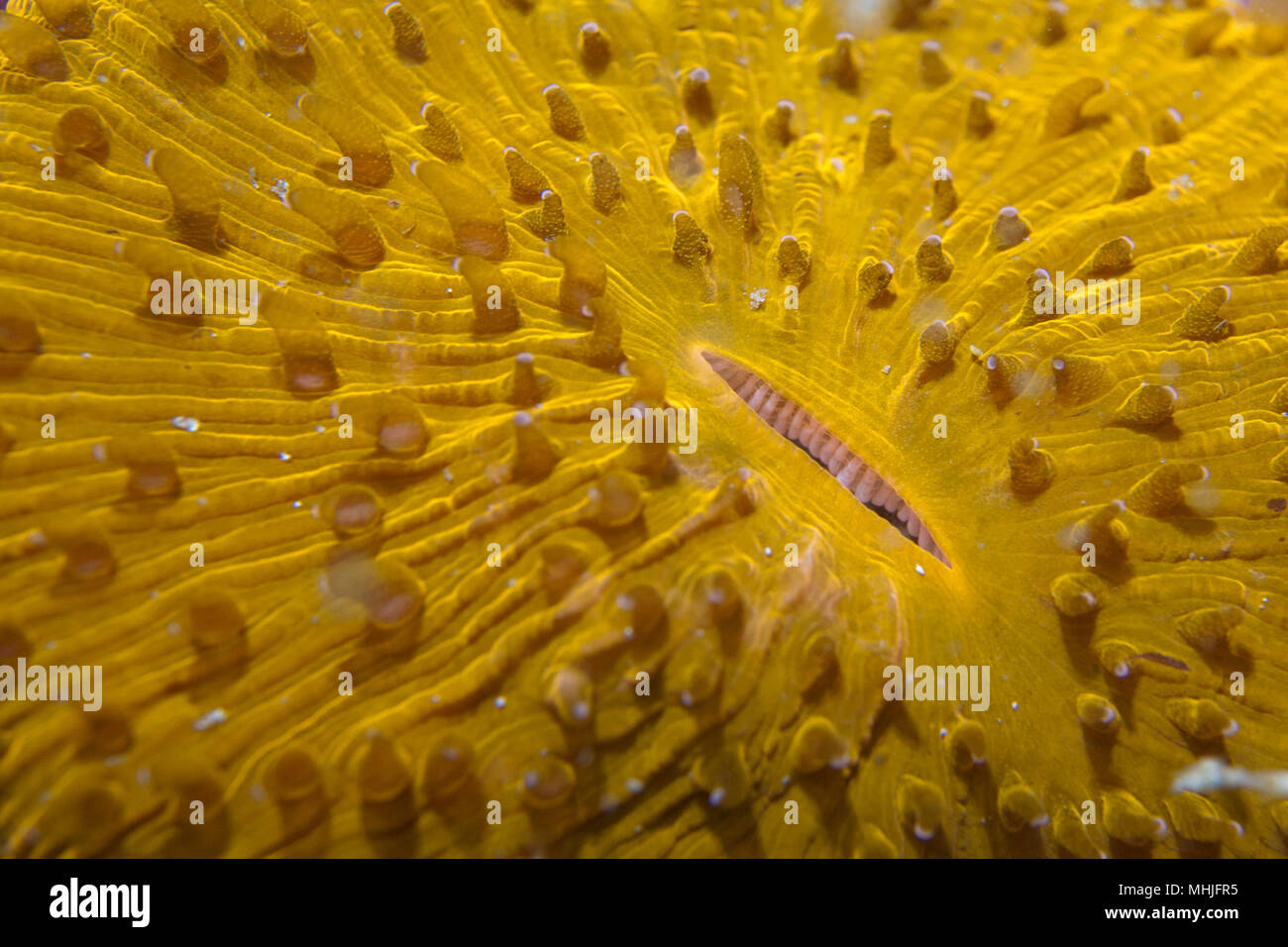 Un corail dur jaune ressemble à une bouche ouverte à Sipadan, Bornéo, Malaisie Banque D'Images
