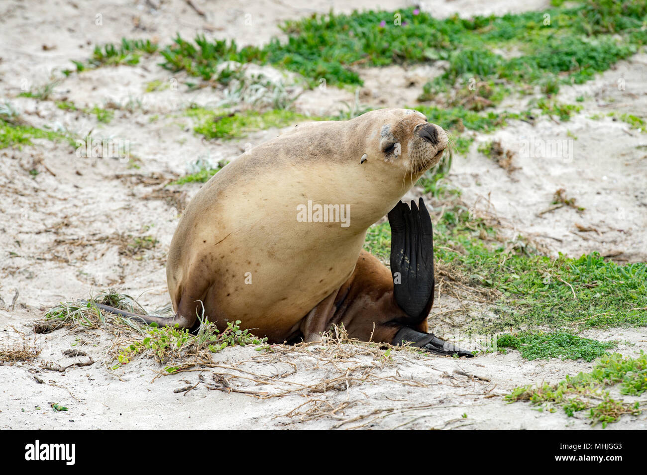 Chiot Bebe Lion De Mer Australien A Kangaroo Island Photo Stock Alamy