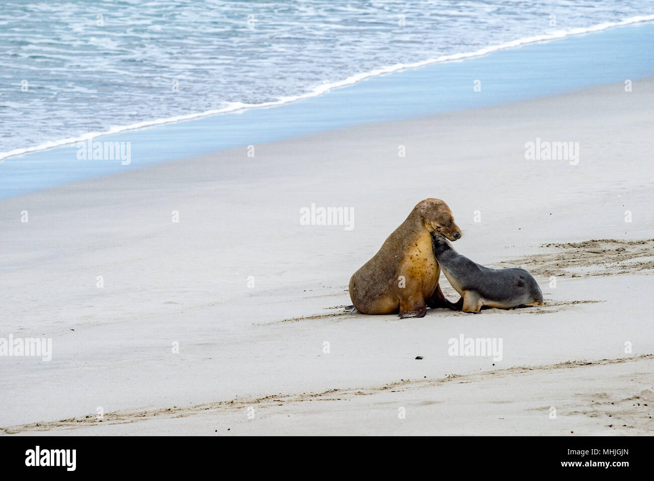 Lion De Mer Australien A Kangaroo Island Plage De La Mere Et Le Nouveau Ne Photo Stock Alamy