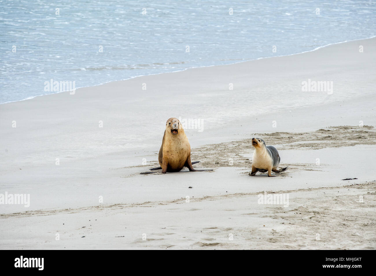 Chiot Bebe Lion De Mer Australien A Kangaroo Island Photo Stock Alamy