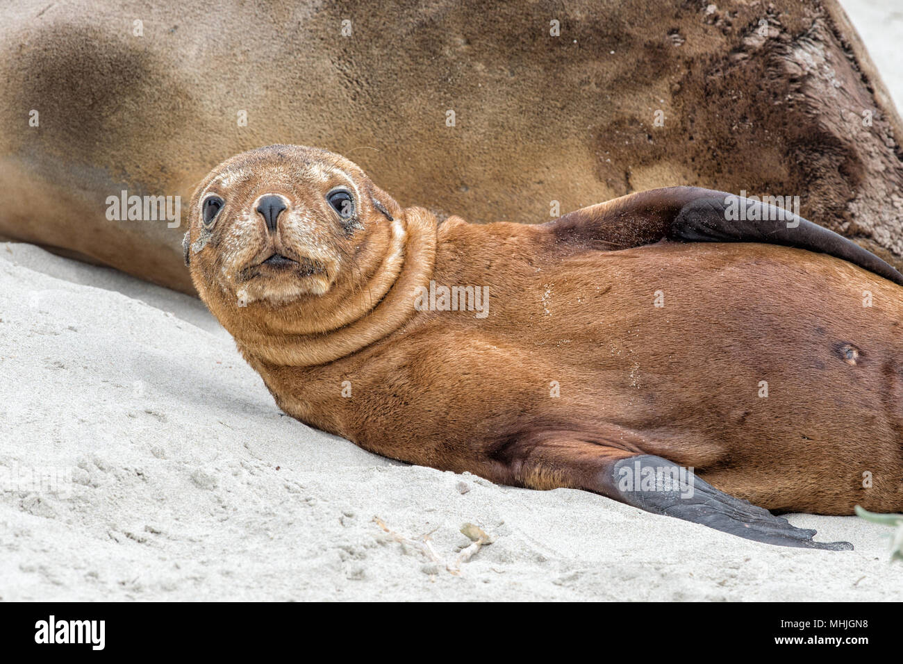 Chiot Bebe Lion De Mer Australien A Kangaroo Island Photo Stock Alamy