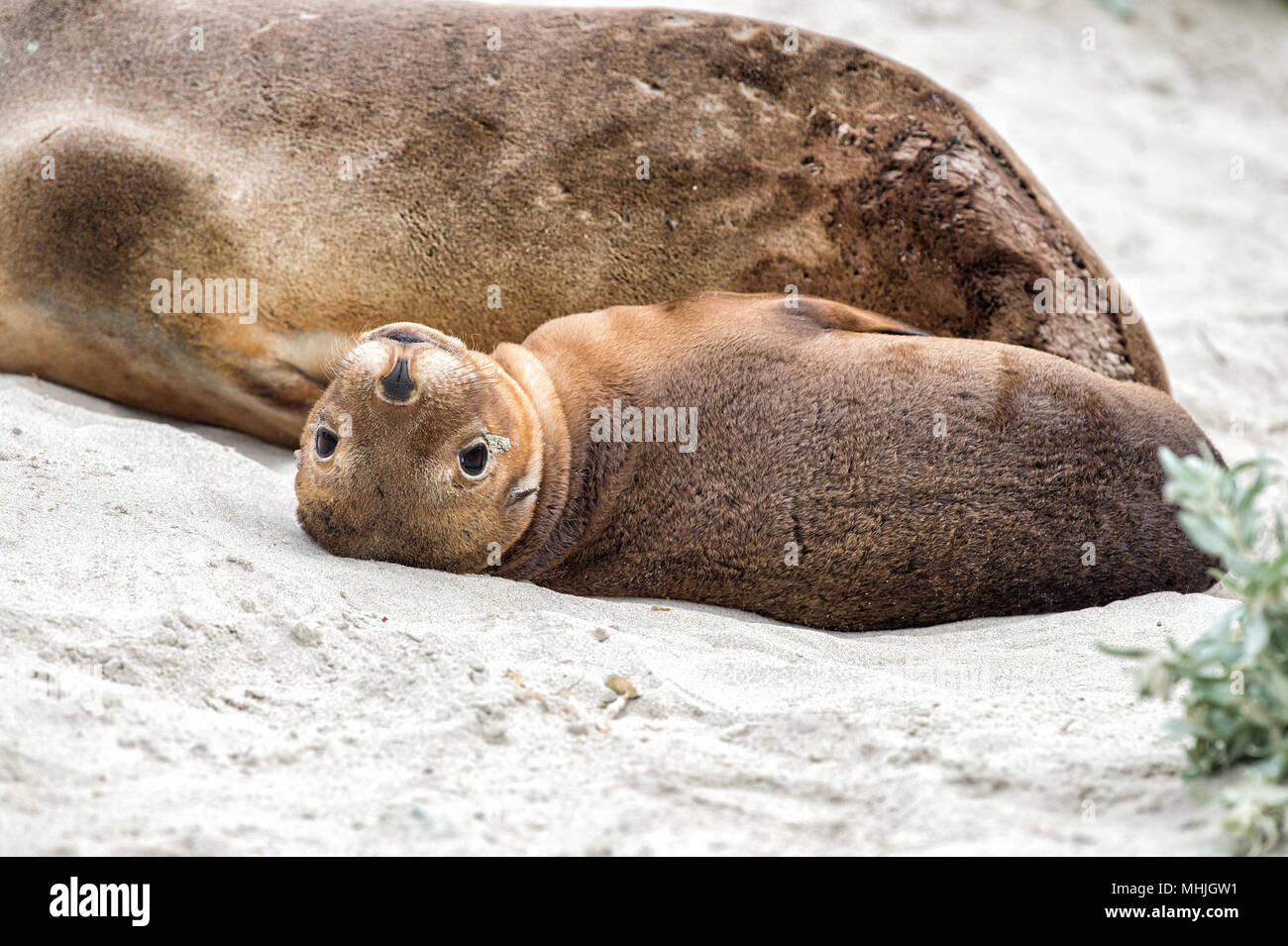 Chiot Bebe Lion De Mer Australien A Kangaroo Island Photo Stock Alamy