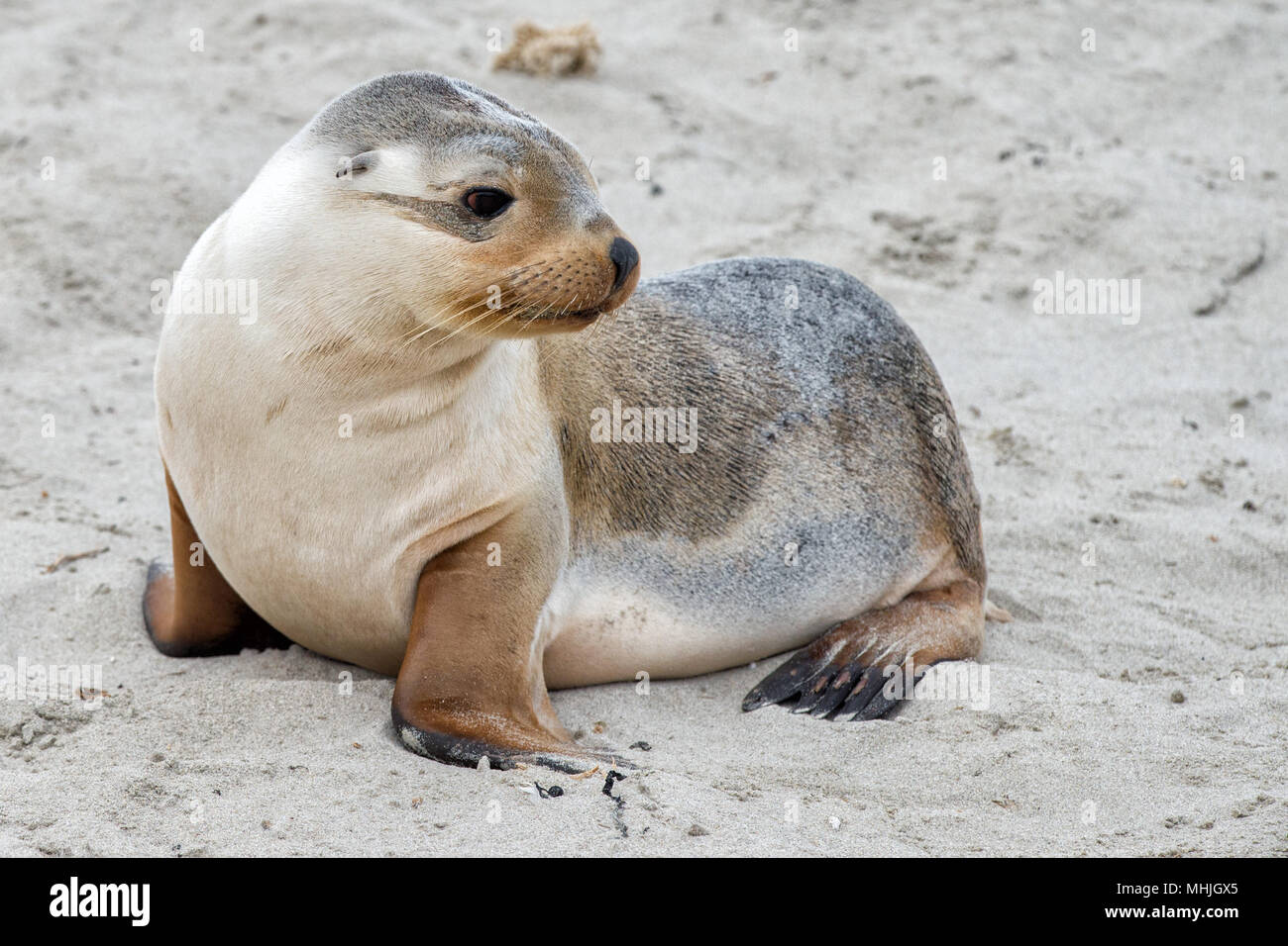 Chiot Bebe Lion De Mer Australien A Kangaroo Island Photo Stock Alamy