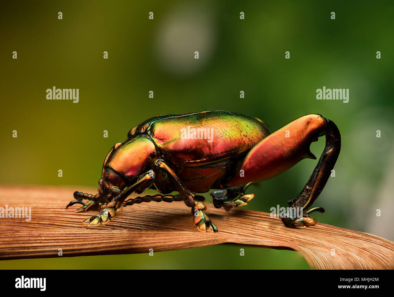 Sagra sp. Pattes de grenouille - beetle Banque D'Images