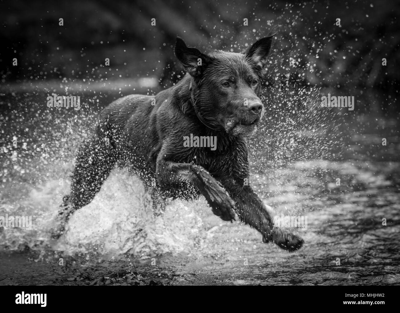 Labrador Retriever jouant dans l'eau Banque D'Images