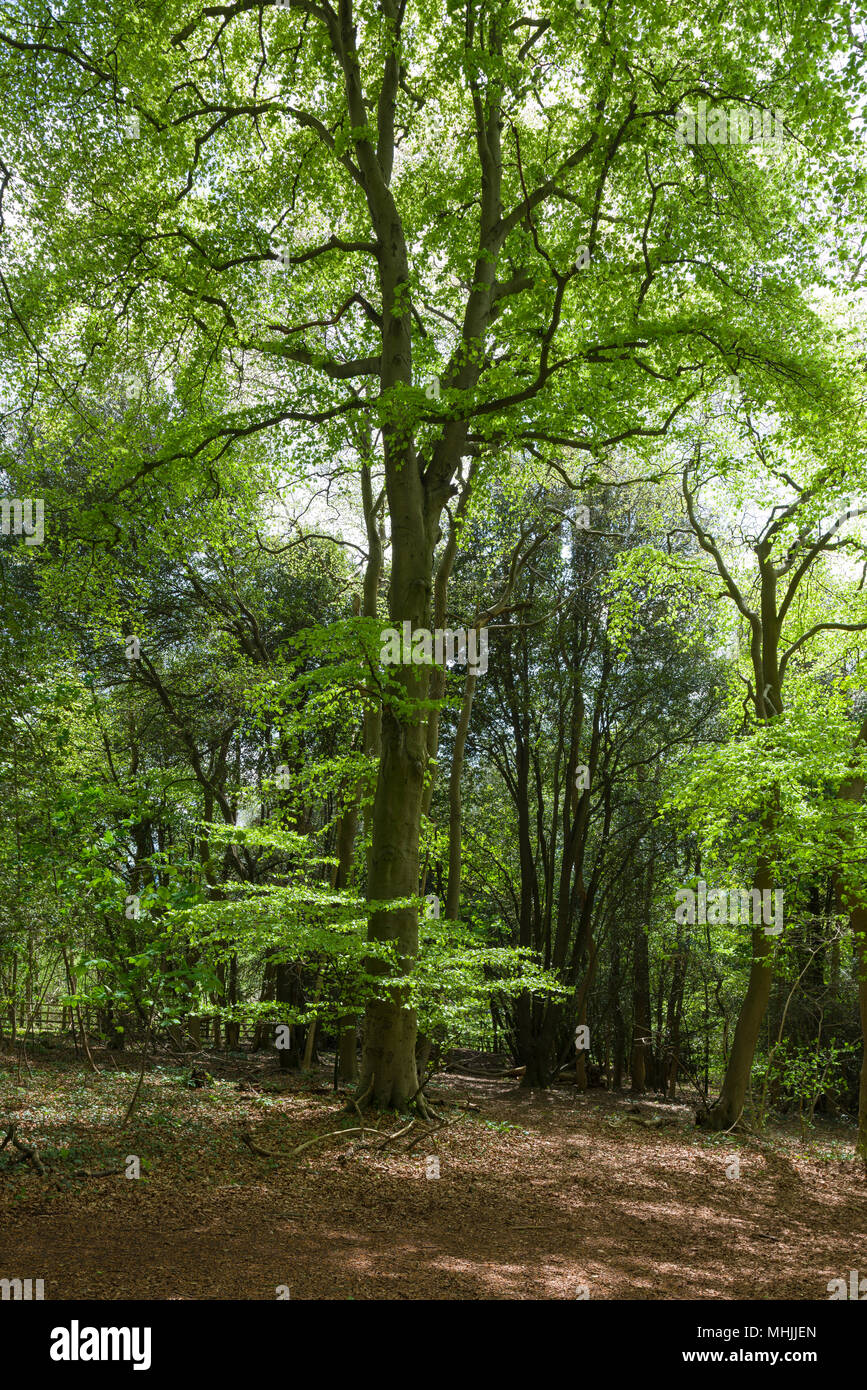 Le Woodland Court Hill à Clevedon au printemps. North Somerset, Angleterre. Banque D'Images