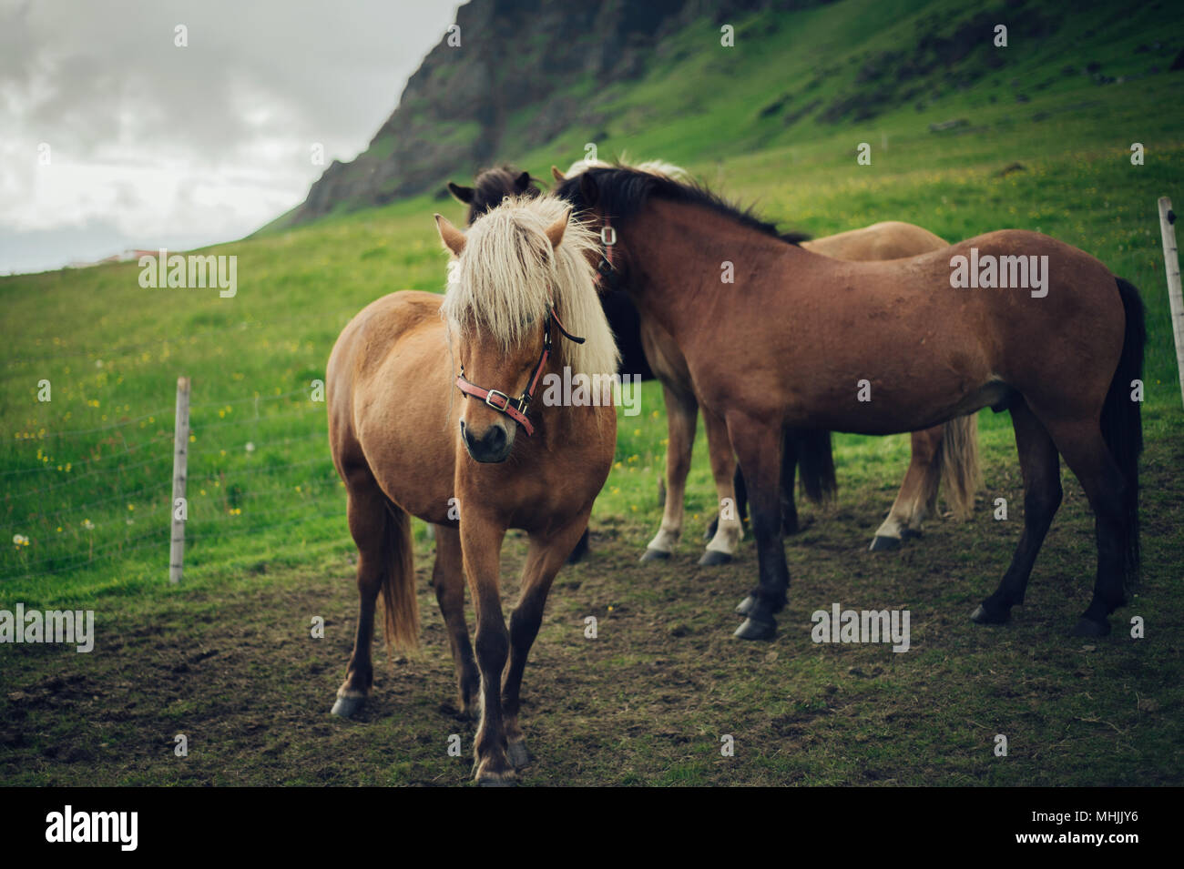 Les chevaux dans les montagnes en Islande Banque D'Images