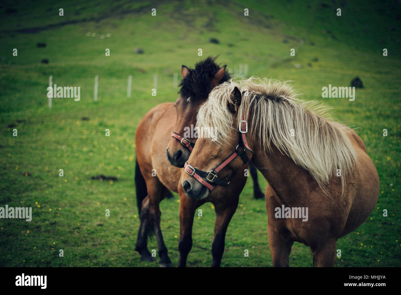 Chevaux Islandais. Le cheval islandais est une race chevaline développée en Islande. Banque D'Images