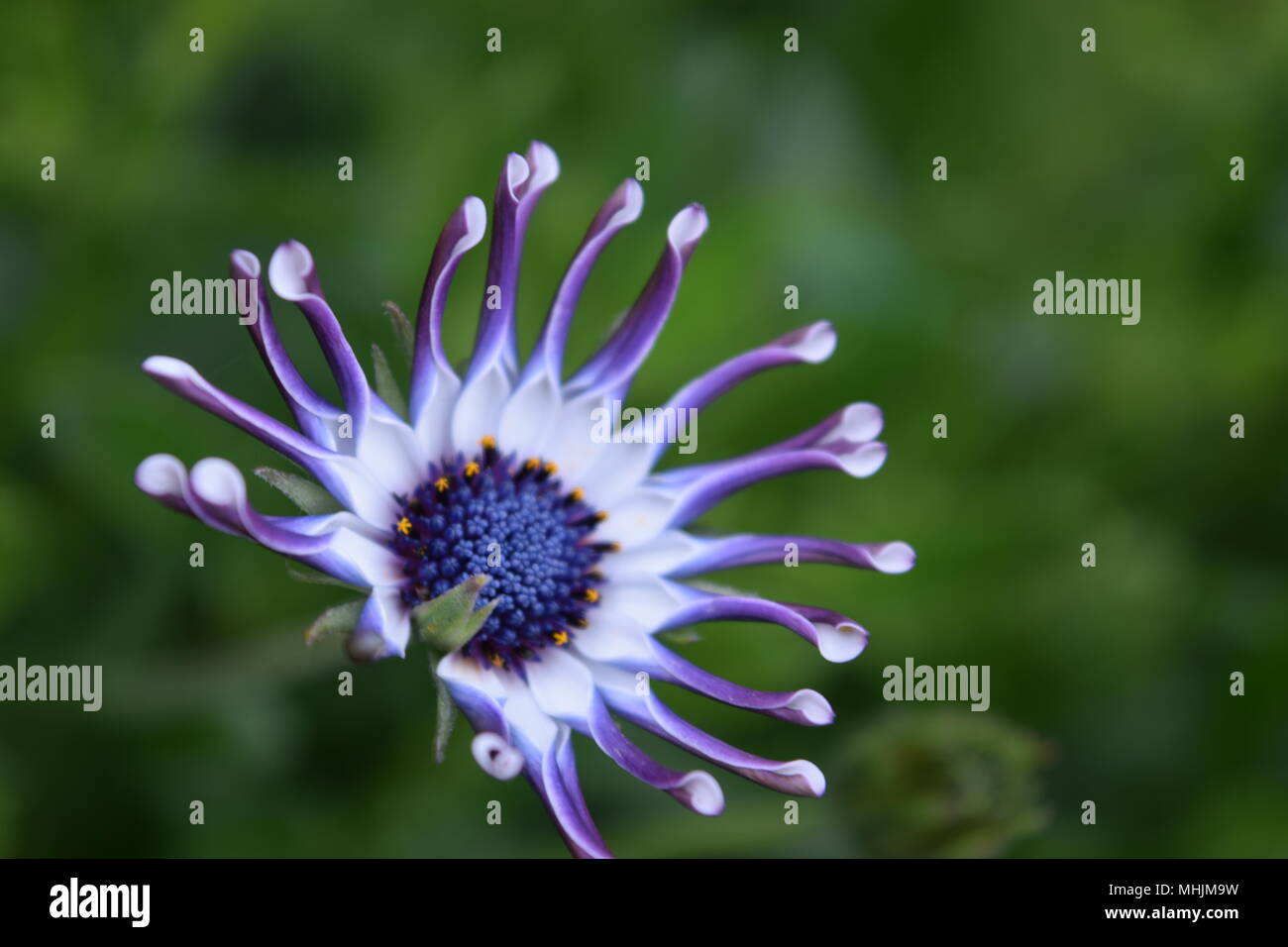 Visite au Jardin botanique de Bogotá Banque D'Images