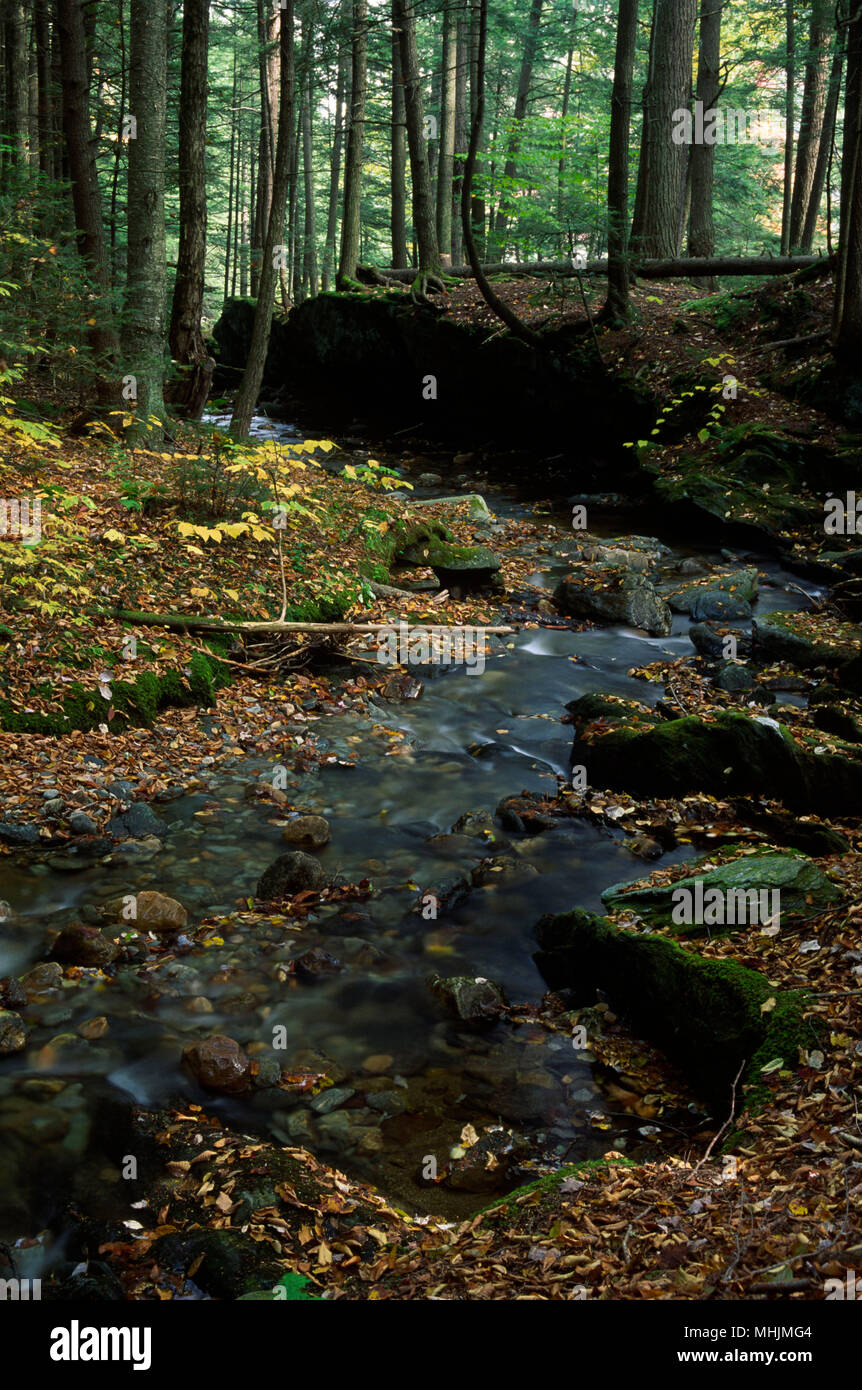 Ross Brook, Savoie Mountain State Forest, Massachusetts Banque D'Images