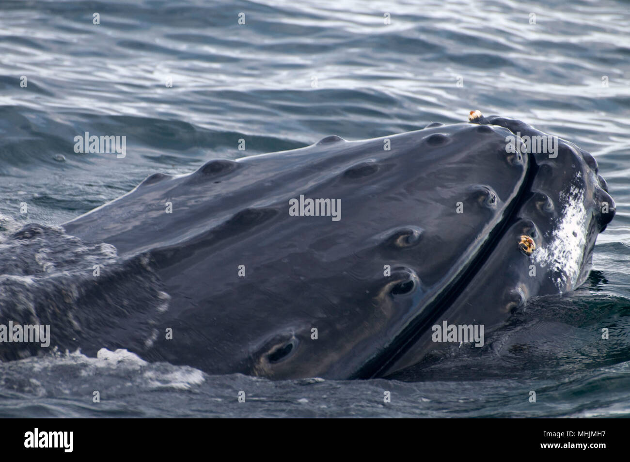 Rorqual à bosse, Stellwagon Bank National Marine Sanctuary, Massachusetts Banque D'Images