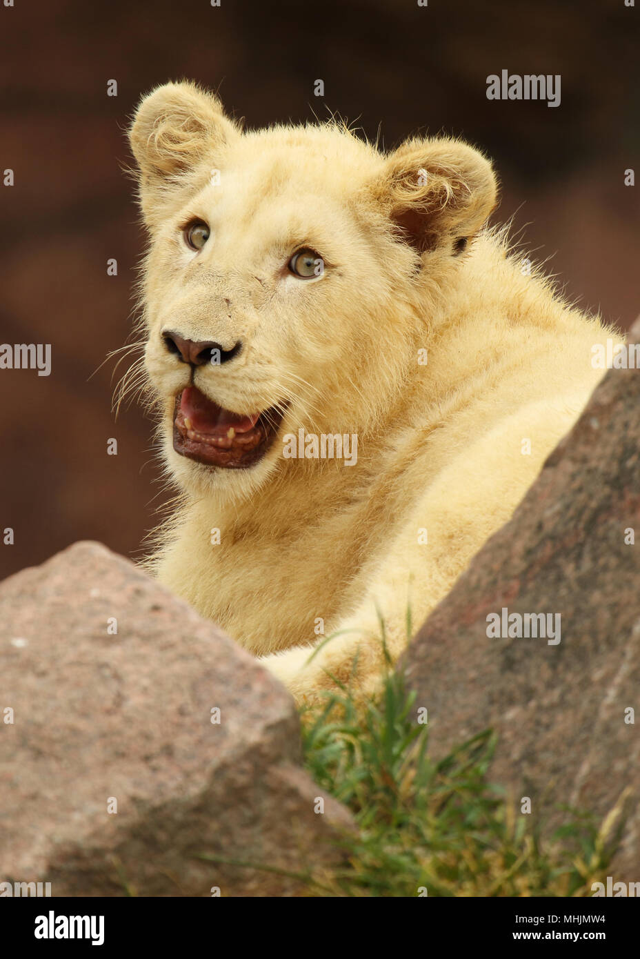 Un portrait de l'African Lion cub donnant un regard heureux. Banque D'Images