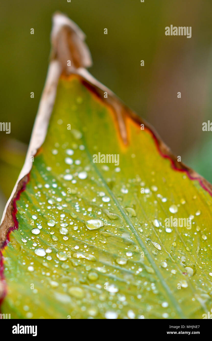 L'eau de pluie sur une feuille Banque D'Images